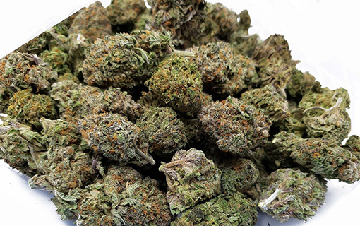 Legalisierung von Cannabis steht kurz bevor